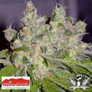 Alpine Seeds Sweet Tooth3 BX1